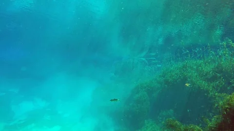 Fish Stock Footage 118597655