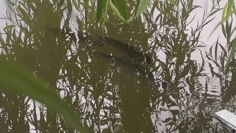 Fish Stock Footage 121949546