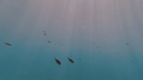 Fish 動画素材 129241489