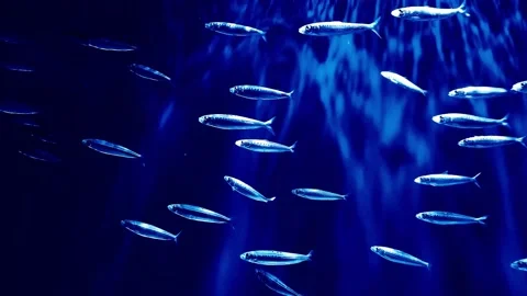 Fish Video stock 133867245
