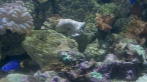 Fish  스톡 동영상 135421844