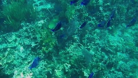 Fish Stock Footage 135680290