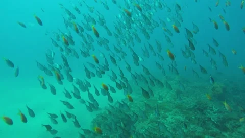 Fish Stock Footage 138088605