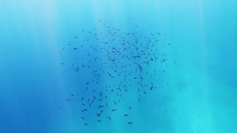 Fish Stock Footage 139771036