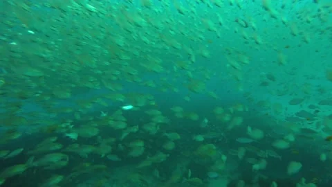 Fish Stock Footage 149269878