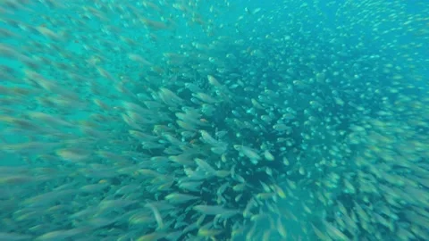 Fish Stock Footage 149271329
