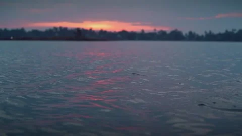 Fish Stock Footage 149429322