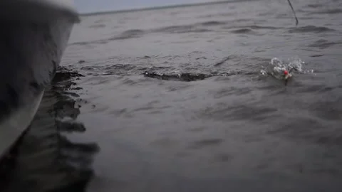 Fish On Stock Footage 165710286