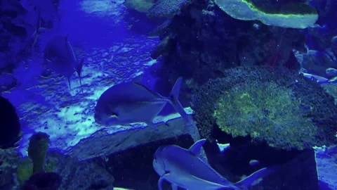 Fish Stock Footage 205227309