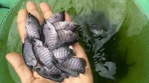 Fish Stock Footage 230062371