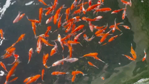 Fish Stock Footage 232970717