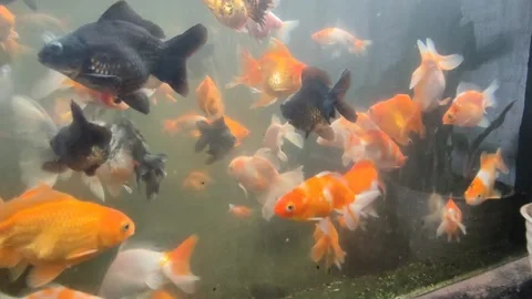 Fish Stock Footage 233317212