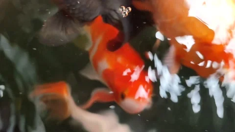 Fish Stock Footage 233317445
