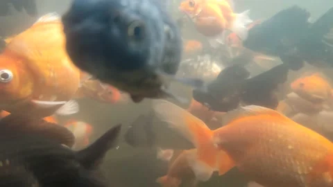 Fish Stock Footage 233317748