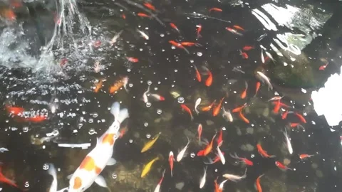 Fish 動画素材 235431846