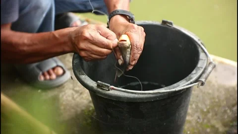 Fish Stock-Footage 235866030