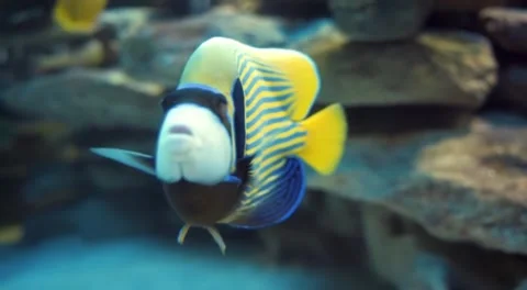 Fish Stock Footage 242224894