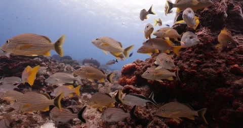 Fish Stock Footage 249550809