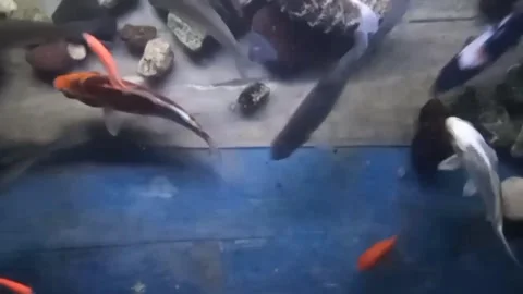 FISH Stock Footage 255791666