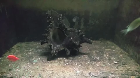 Fish 스톡 동영상 255843661