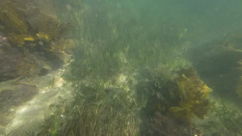 Fish Stock Footage 268440151