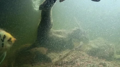 Fish Stock Footage 274159892