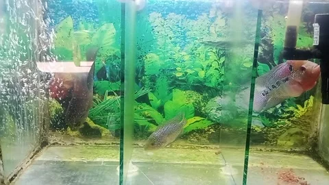 Fish Stock Footage 274892130