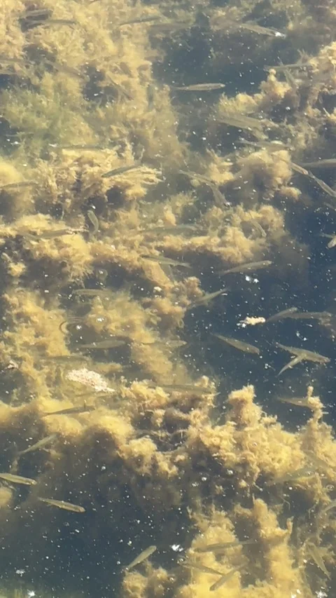 Fish 動画素材 278809085