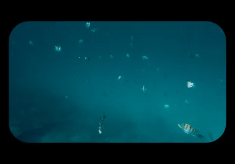 Fish Stock Footage 278841193