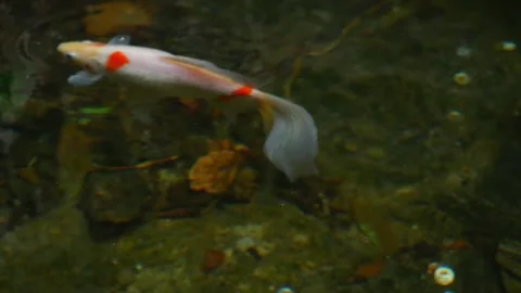 Fish Stock Footage 282550776