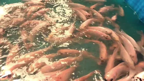 Fish Stock Footage 286967955
