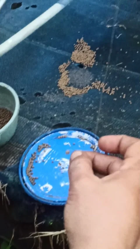 Fish Stock Footage 287501060