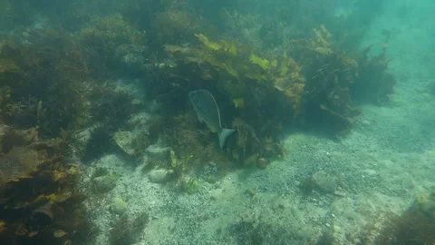 Fish Video stock 304722793