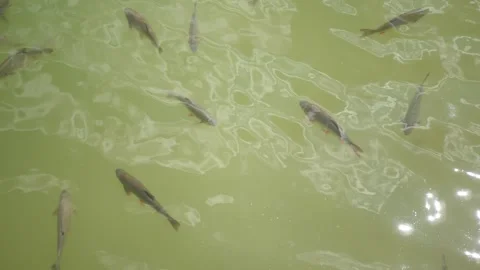 Fish Stock Footage 313826345