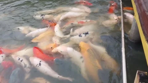 Fish Stock Footage 316578154