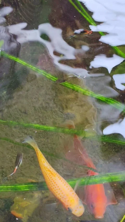 Fish Stock Footage 331579790