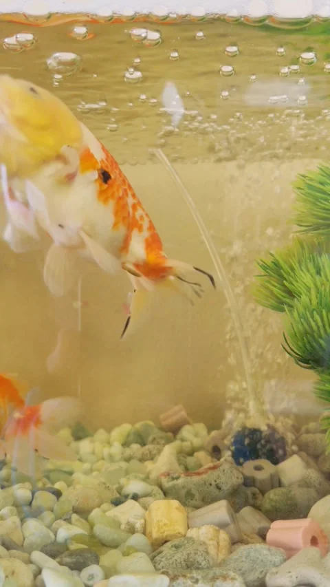 Fish Stock Footage 332128596