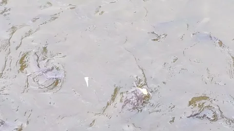 Fish Stock Footage 337599281