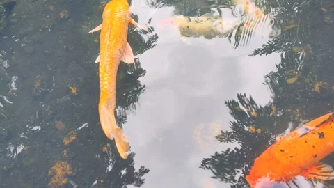 Fish 库存影片 340462789