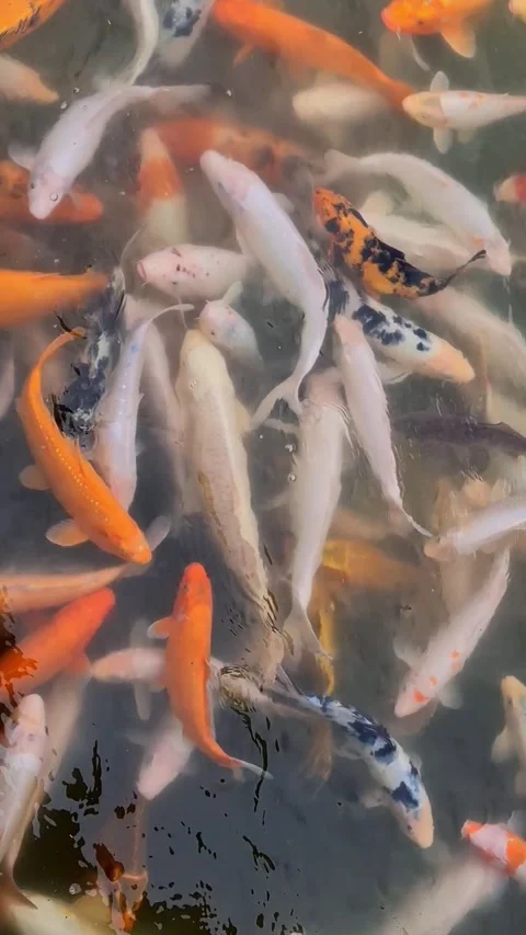 Fish Stock-Footage 342662648