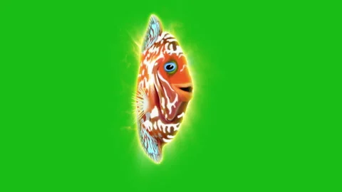 Fish footage Stock Footage 259842013