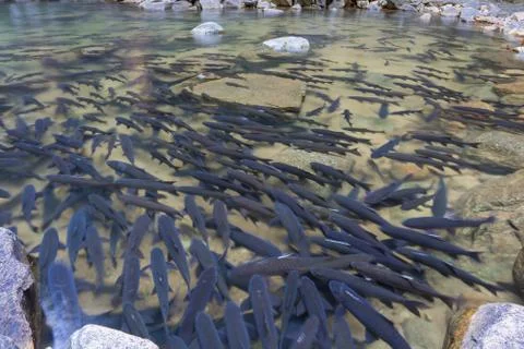 Fish in the forest waterfall Stock Photos