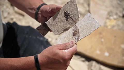 Fish fossil layers being opened during dig at quarry 库存影片 201089036