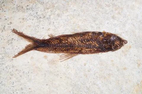 Fish fossil Stock Photos