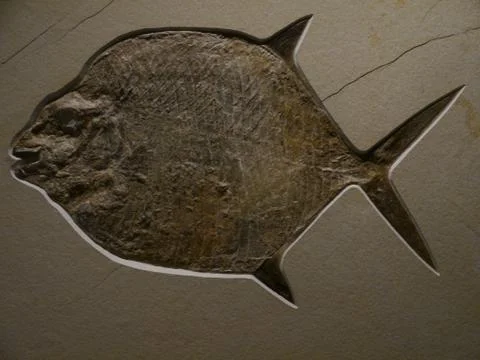 Fish fossil Stock Photos