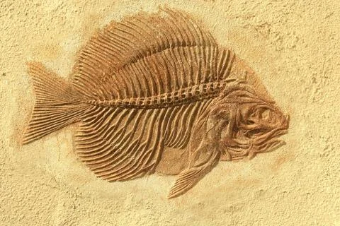 Fish fossil Stock Photos