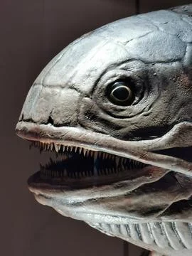 Fish fossil texture Stock Photos