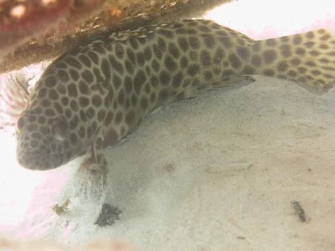 Fish found at artificial reef area at Malaysia Stock Photos
