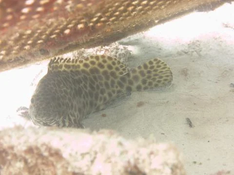 Fish found at artificial reef area at Malaysia Stock Photos