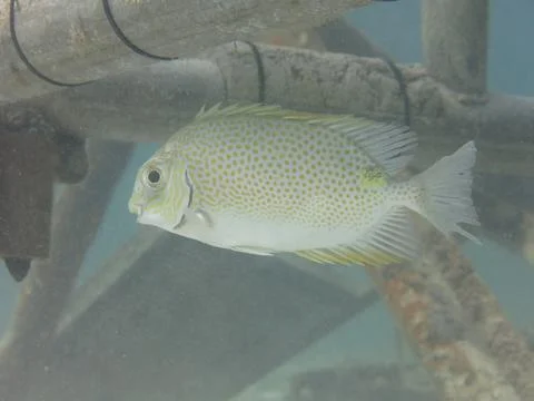 Fish found at artificial reef area at Malaysia Stock Photos